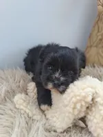 Bella , a female Morkie for sale in Chicago, IL – 4 of 4