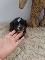 Winston, a male Morkie for sale in Chicago, IL – 2 of 5