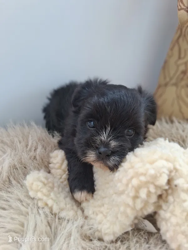 Bella  – Morkie puppy for sale in Chicago, IL