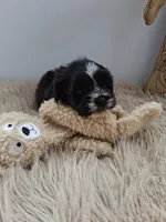 Parker , a male Morkie for sale in Chicago, IL – 4 of 5