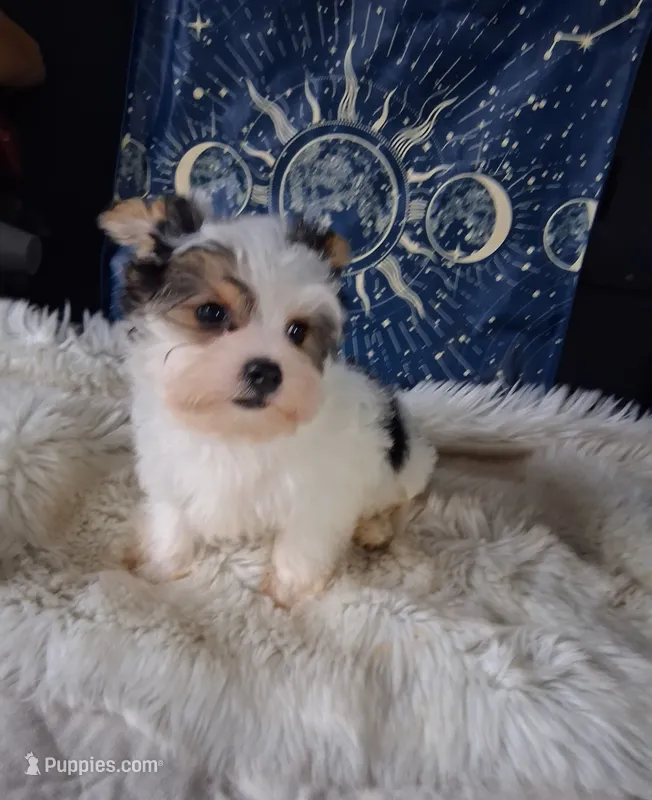 Bear – Yorkshire Terrier puppy for sale in Chicago, IL