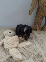 Winston, a male Morkie for sale in Chicago, IL – 4 of 5