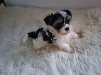 Gigi, a female Yorkshire Terrier for sale in Chicago, IL – 2 of 7