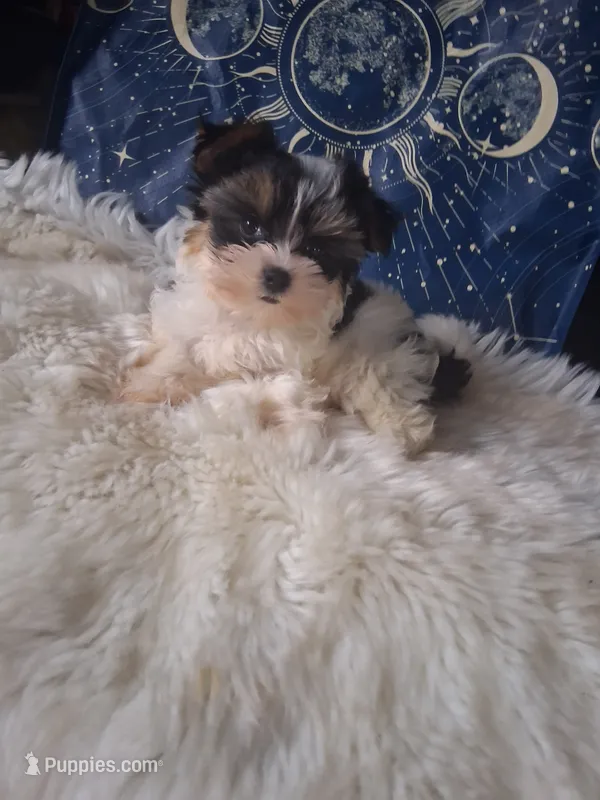 Gigi – Yorkshire Terrier puppy for sale in Chicago, IL