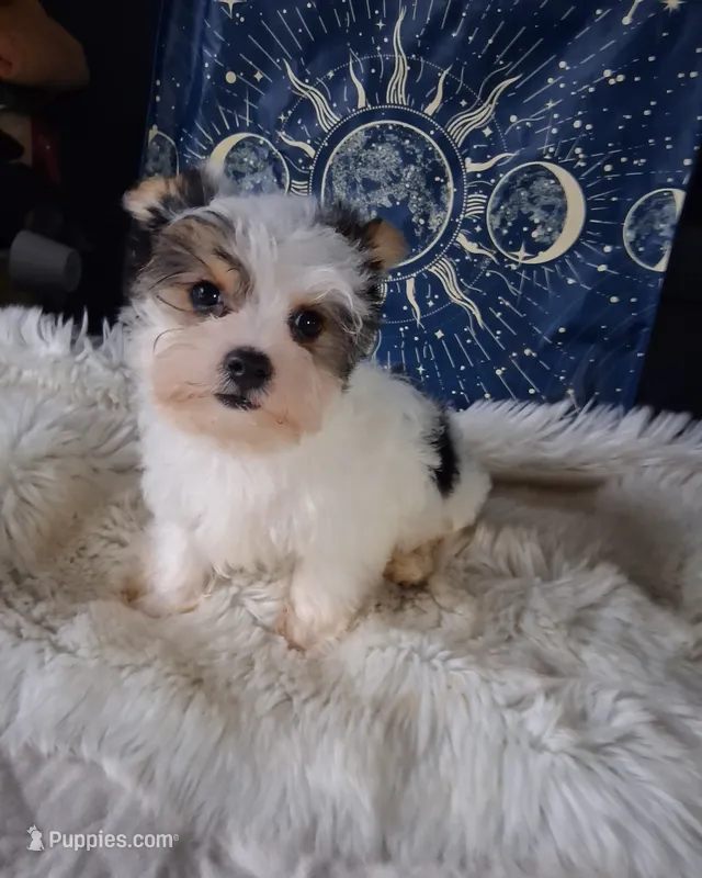 Bear – Yorkshire Terrier puppy for sale in Chicago, IL