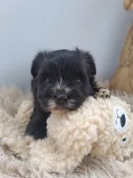 Bella , a female Morkie for sale in Chicago, IL – 2 of 4