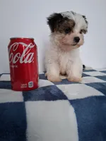 Micky , a male Yorkshire Terrier for sale in Chicago, IL – 4 of 5