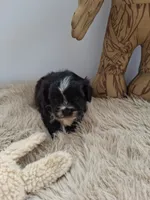 Winston, a male Morkie for sale in Chicago, IL – 2 of 5