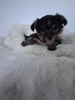 Bear, a male Yorkshire Terrier for sale in Chicago, IL – 3 of 3