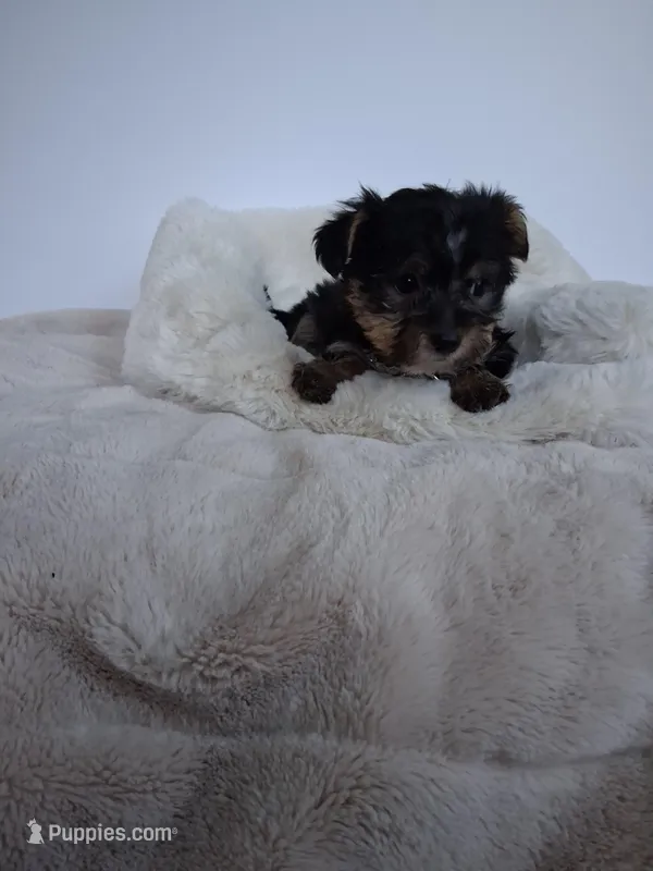 Bear – Yorkshire Terrier puppy for sale in Chicago, IL