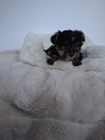 Bear, a male Yorkshire Terrier for sale in Chicago, IL – 1 of 3