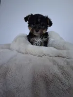 Bear, a male Yorkshire Terrier for sale in Chicago, IL – 2 of 3