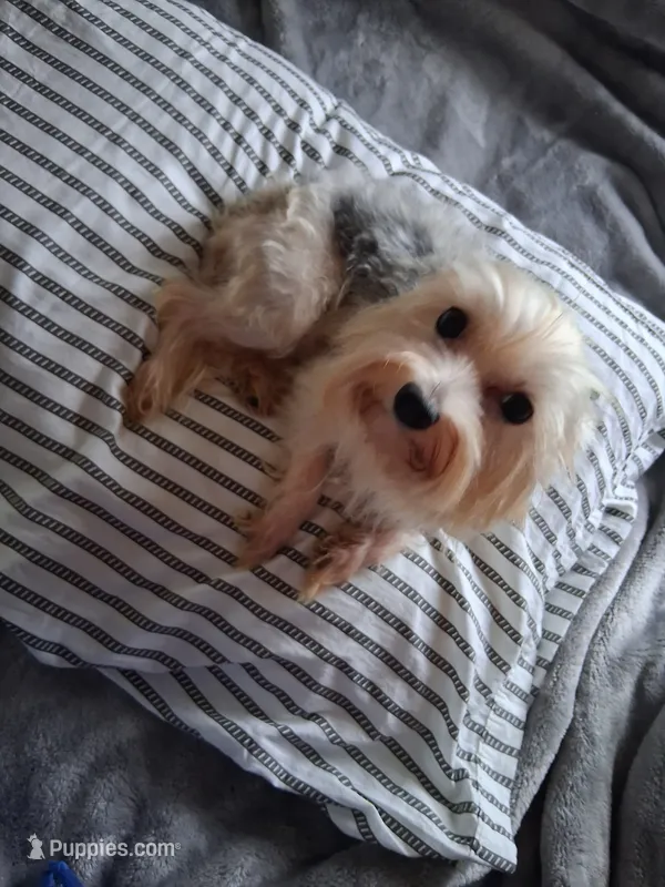 Mikey  – Yorkshire Terrier puppy for sale in Chicago, IL