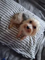Mikey , a male Yorkshire Terrier for sale in Chicago, IL – 1 of 5