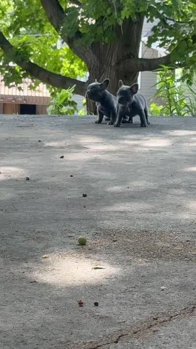 Blue female, a female French Bulldog for sale in Apple Valley, MN – 6 of 6