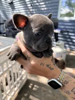 Blue female, a female French Bulldog for sale in Apple Valley, MN – 4 of 6