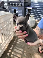 Blue female, a female French Bulldog for sale in Apple Valley, MN – 2 of 6