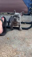 Blue female, a female French Bulldog for sale in Apple Valley, MN – 1 of 6