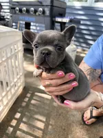 Blue female, a female French Bulldog for sale in Apple Valley, MN – 3 of 6