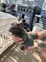 Blue female, a female French Bulldog for sale in Apple Valley, MN – 5 of 6
