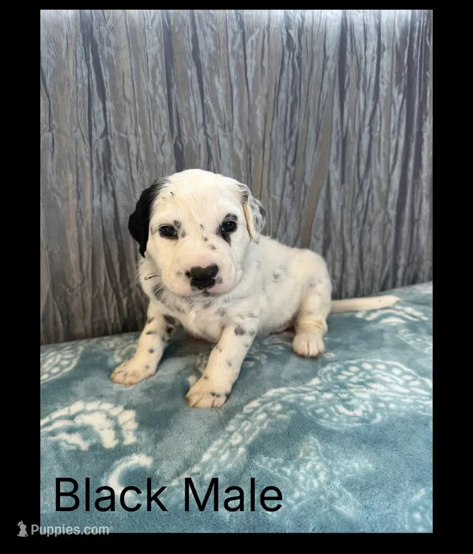 LONG COAT Dalmatian Puppy – Dalmatian puppy for sale in Shell Knob, MO