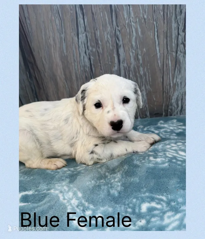 LONG COAT Dalmatian Puppy – Dalmatian puppy for sale in Shell Knob, MO
