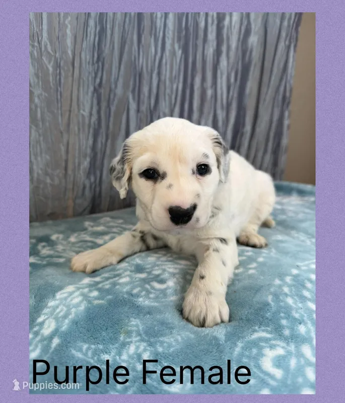 LONG COAT Dalmatian Puppy – Dalmatian puppy for sale in Shell Knob, MO