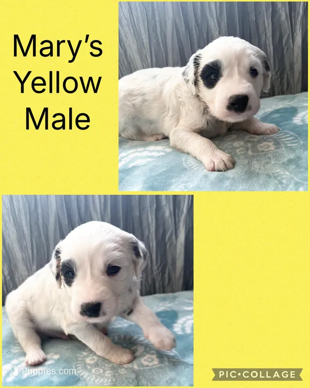 LONG COAT Dalmatian Puppy – Dalmatian puppy for sale in Shell Knob, MO