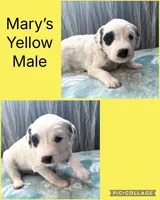 LONG COAT Dalmatian Puppy LUA, a male Dalmatian for sale in Shell Knob, MO – Photo 2 of 2