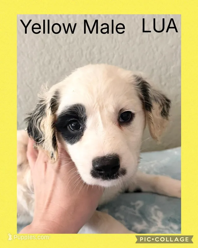 LONG COAT Dalmatian Puppy LUA – Dalmatian puppy for sale in Shell Knob, MO