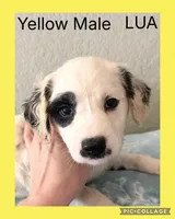 LONG COAT Dalmatian Puppy LUA, a male Dalmatian for sale in Shell Knob, MO – Photo 1 of 2