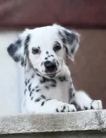 LONG COAT Dalmatian Puppy, a female Dalmatian for sale in Shell Knob, MO – Photo 2 of 8