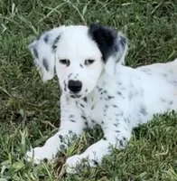 LONG COAT Dalmatian Puppy, a female Dalmatian for sale in Shell Knob, MO – Photo 4 of 8