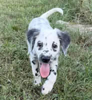 LONG COAT Dalmatian Puppy, a female Dalmatian for sale in Shell Knob, MO – Photo 6 of 8