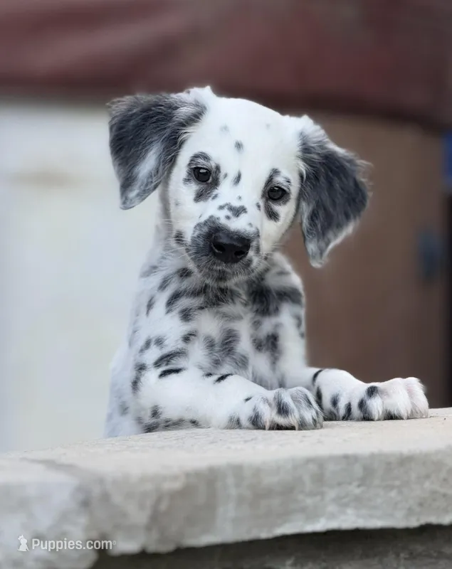 LONG COAT Dalmatian Puppy
