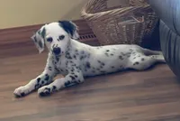 LONG COAT Dalmatian Puppy, a female Dalmatian for sale in Shell Knob, MO – Photo 8 of 8