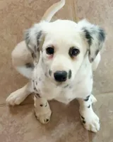 LONG COAT Dalmatian Puppy, a female Dalmatian for sale in Shell Knob, MO – Photo 3 of 8