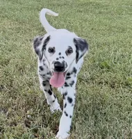 LONG COAT Dalmatian Puppy, a female Dalmatian for sale in Shell Knob, MO – Photo 7 of 8
