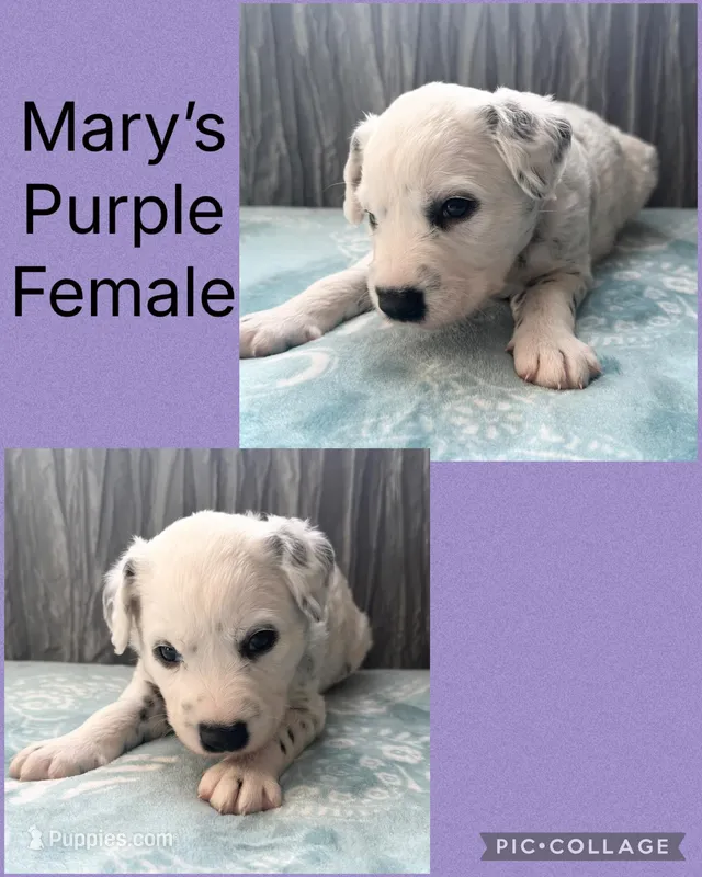 LONG COAT Dalmatian Puppy – Dalmatian puppy for sale in Shell Knob, MO