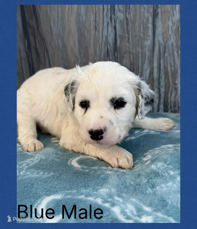 LONG COAT Dalmatian Puppy – Dalmatian puppy for sale in Shell Knob, MO