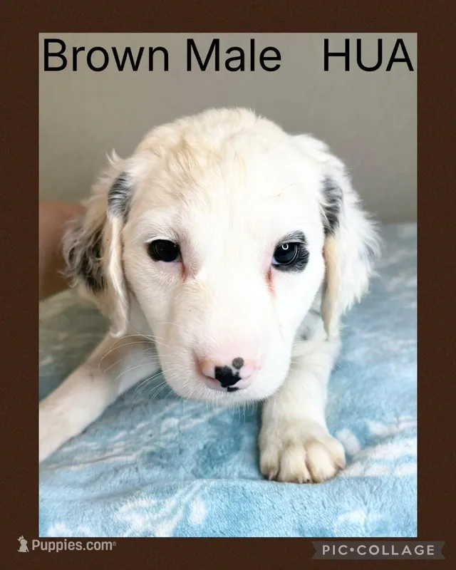 LONG COAT Dalmatian Puppy – Dalmatian puppy for sale in Shell Knob, MO