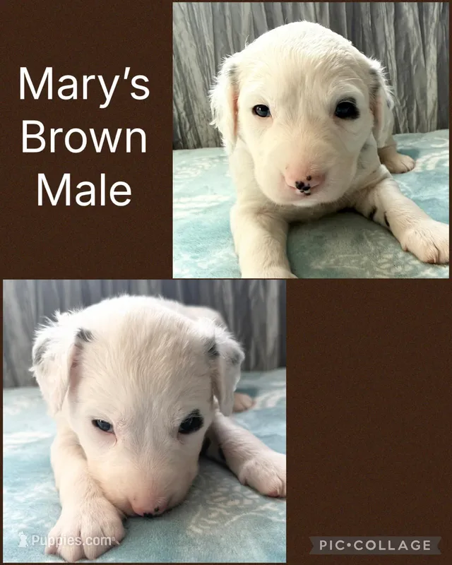 LONG COAT Dalmatian Puppy – Dalmatian puppy for sale in Shell Knob, MO