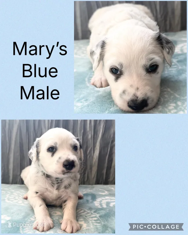 LONG COAT Dalmatian Puppy, a male Dalmatian for sale in Shell Knob, MO – Photo 1 of 1
