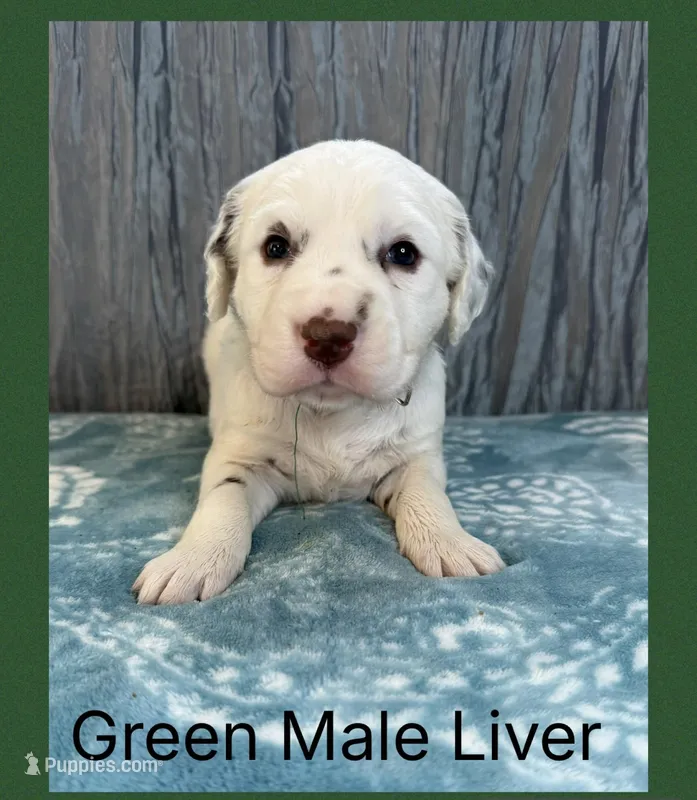 LIVER LONG COAT Dalmatian Puppy – Dalmatian puppy on hold in Shell Knob, MO