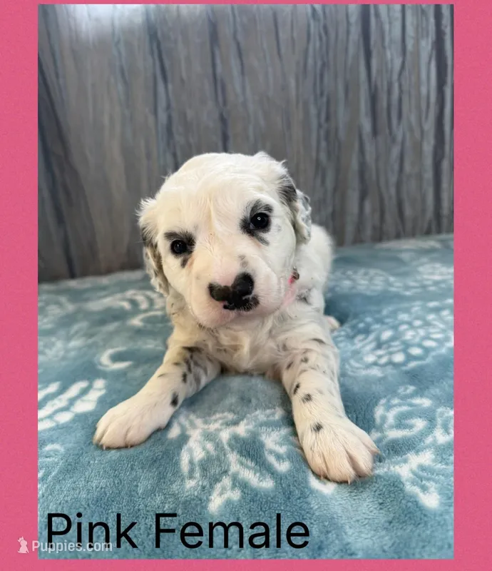 LONG COAT Dalmatian Puppy – Dalmatian puppy for sale in Shell Knob, MO