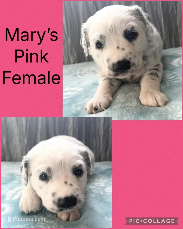 LONG COAT Dalmatian Puppy – Dalmatian puppy for sale in Shell Knob, MO