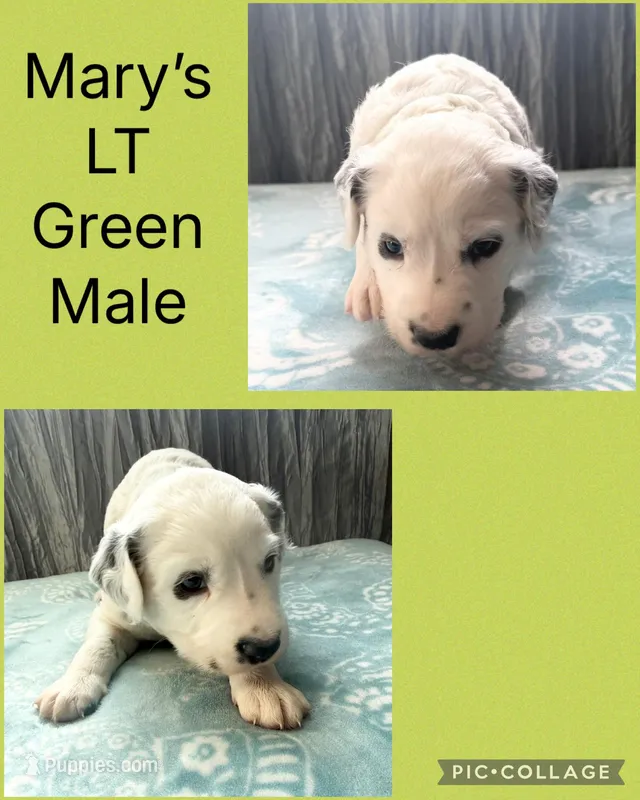 LONG COAT Dalmatian Puppy – Dalmatian puppy for sale in Shell Knob, MO