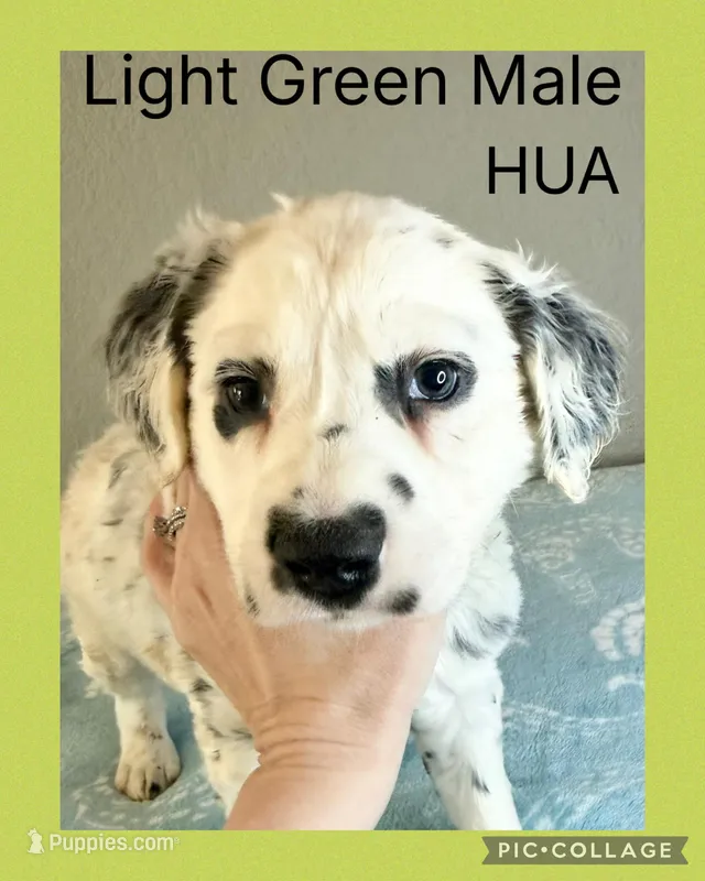 LONG COAT Dalmatian Puppy – Dalmatian puppy for sale in Shell Knob, MO