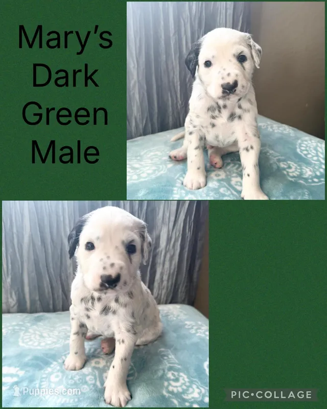 LONG COAT Dalmatian Puppy – Dalmatian puppy for sale in Shell Knob, MO
