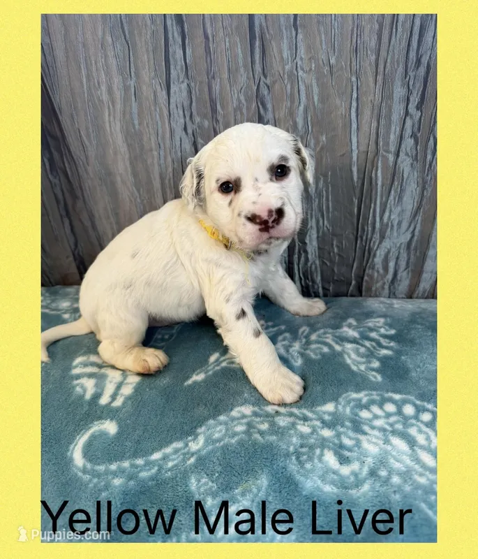 LONG COAT Dalmatian Puppy – Dalmatian puppy for sale in Shell Knob, MO